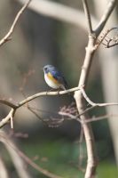 ルリビタキ（オス）瑠璃鶲　スズメ目・ヒタキ科・小形ツグミ類　体長14cm。日本では夏に高地で繁殖し、関東以南の山地で越冬する漂鳥（日本の中で季節的移動する鳥）。暗い林を好む。幼鳥はオスメスとも似て緑褐色で体側にオレンジ。オスは２年で頭部から尾羽まで瑠璃色（ウルトラマリンブルー）に覆われ、３年で立派に青くなる。