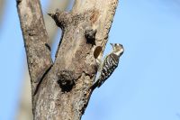 コゲラ　小啄木鳥　キツツキ目・キツツキ科　体長15cm。日本で一番小さなキツツキ。スズメ大。日本全国の平地から山地の林、近年は都市公園や庭木など身近に観察できる留鳥、寒冷地では漂鳥。朝鮮半島、ロシア南東部など東アジアの限られた地域に生息。灰褐色と白のまだら模様。つがいや家族で一緒にいることが多く「ギイー ギイー」とお互いの確認をする声を出す。キツツキ類の足指は対趾足（たいしそく：前指２本、後指２本）。多くの鳥は三前趾足（さんぜんしそく：前指３本、後指１本）。その足指と尾の三点確保で垂直の木の幹の上り下りを可能にしている。