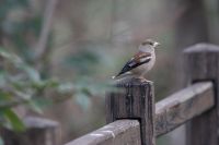 シメ　鴲　　蝋嘴鳥（ろうしょうちょう）スズメ目・アトリ科　体長18cm。日本では北海道で繁殖し秋になると本州に渡る漂鳥（日本の中で季節的移動する鳥）と冬鳥（大陸から渡来）。全身茶色系の色彩で尾は短い。太く短いくちばしはムクノキ、エノキ、ヤマハゼ、カエデなど主食の堅い種子を割るのに最適。シーと聞こえる鳴き声と、小鳥や群（むれ：昔はむめ）を意味する接尾語「メ」（スズメ、ツバメ、カモメ）が名の由来。