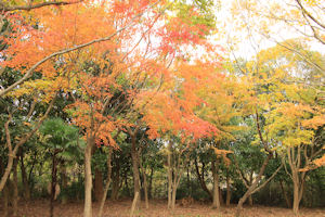 ラジオ体操広場